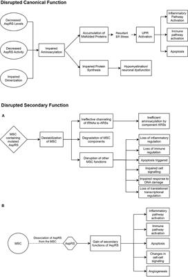 The Leukodystrophies HBSL and LBSL—Correlates and Distinctions